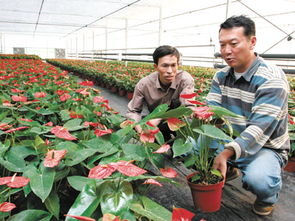 荷蘭高檔花卉與新移民在長興泗安的苗木產業融合