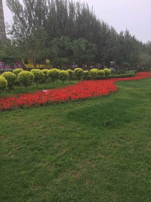 專業(yè)園林綠化服務首選——大慶和合園林綠化工程有限公司